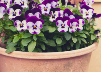 petunia