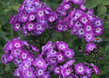 cropped-phlox-2.jpg