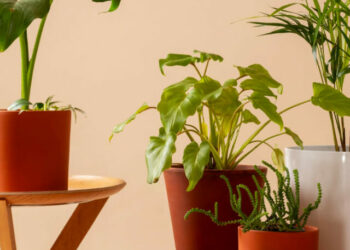 cropped-plantas-1.jpg