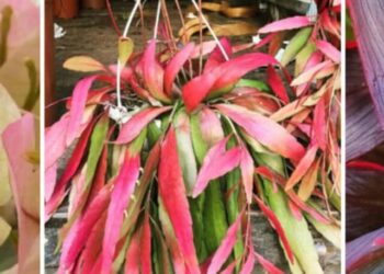 cropped-plantas-coloridas.jpg