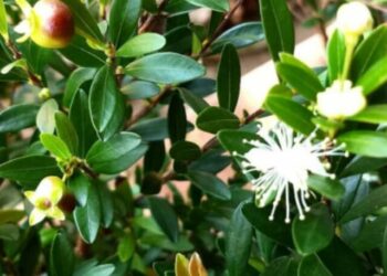 cropped-plantas-extincao-1.jpg
