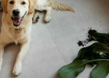 cropped-plantas-pets-1.jpg