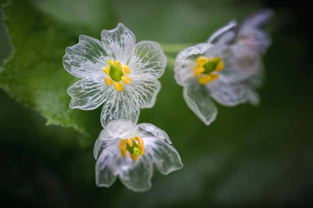 flor esqueleto