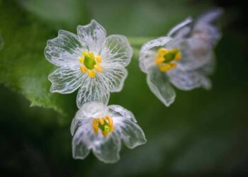 flor esqueleto