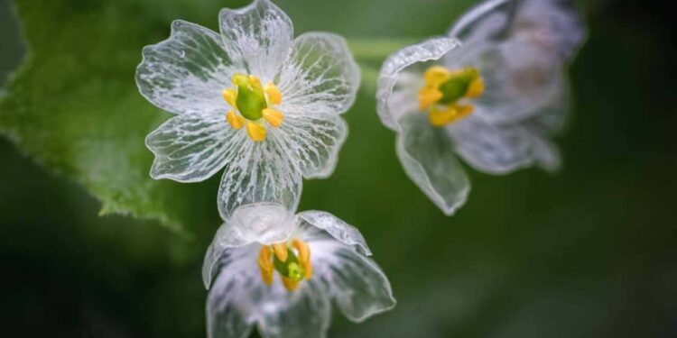 flor esqueleto