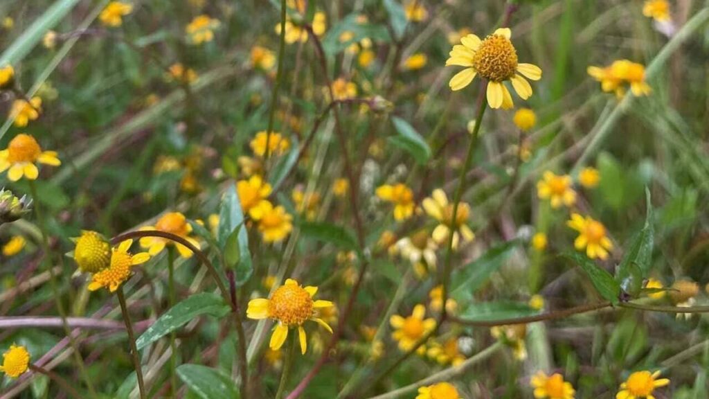 grama-margarida