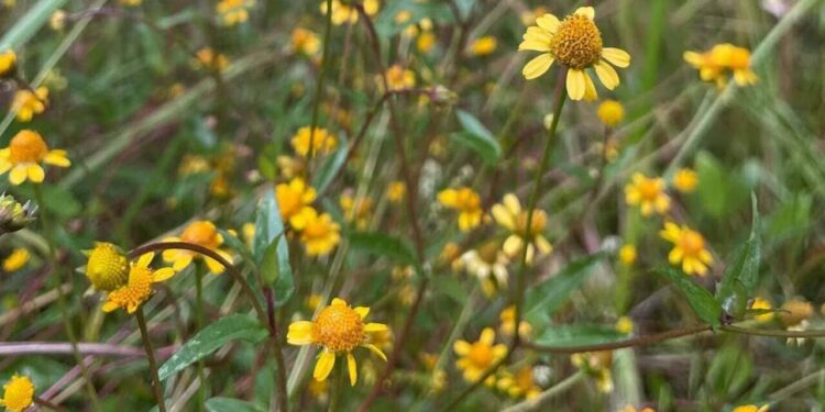 grama-margarida