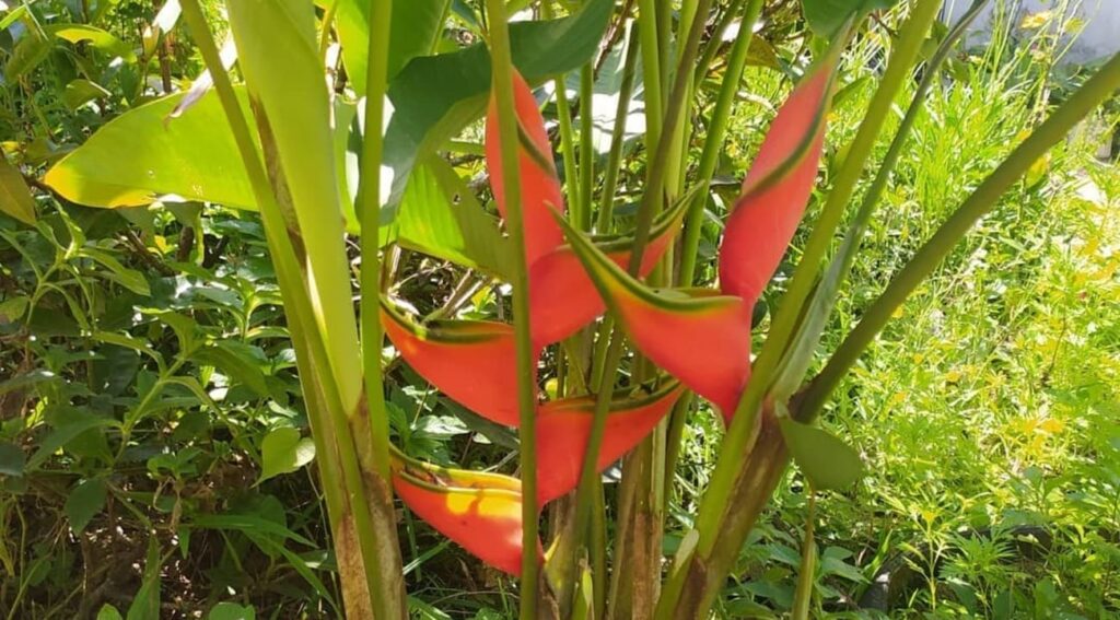 heliconias