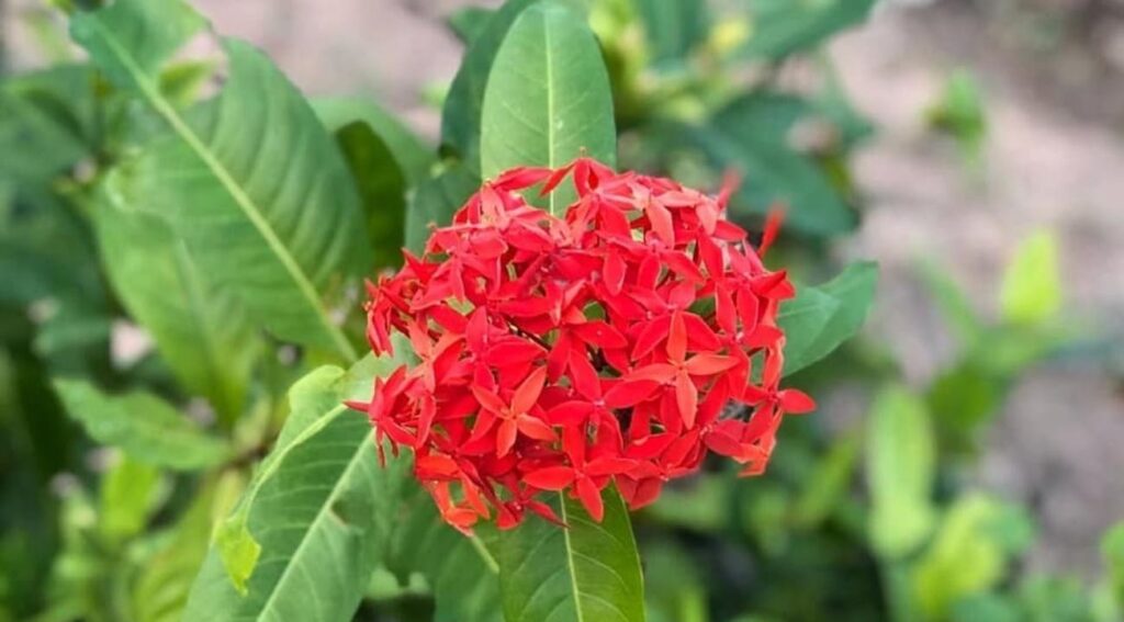 ixora