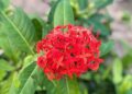 ixora