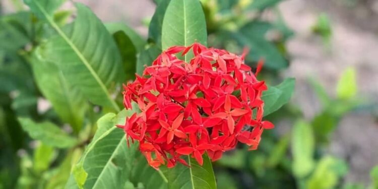 ixora