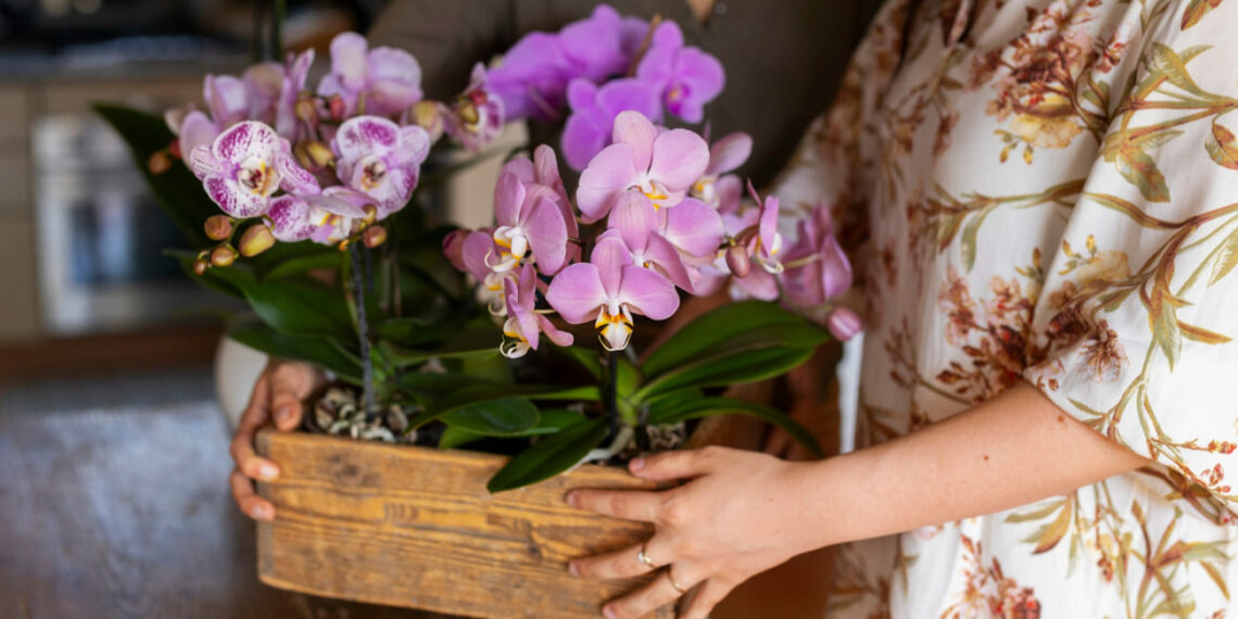 Orquídeas para Presente: Beleza e Significado em um Presente Especial