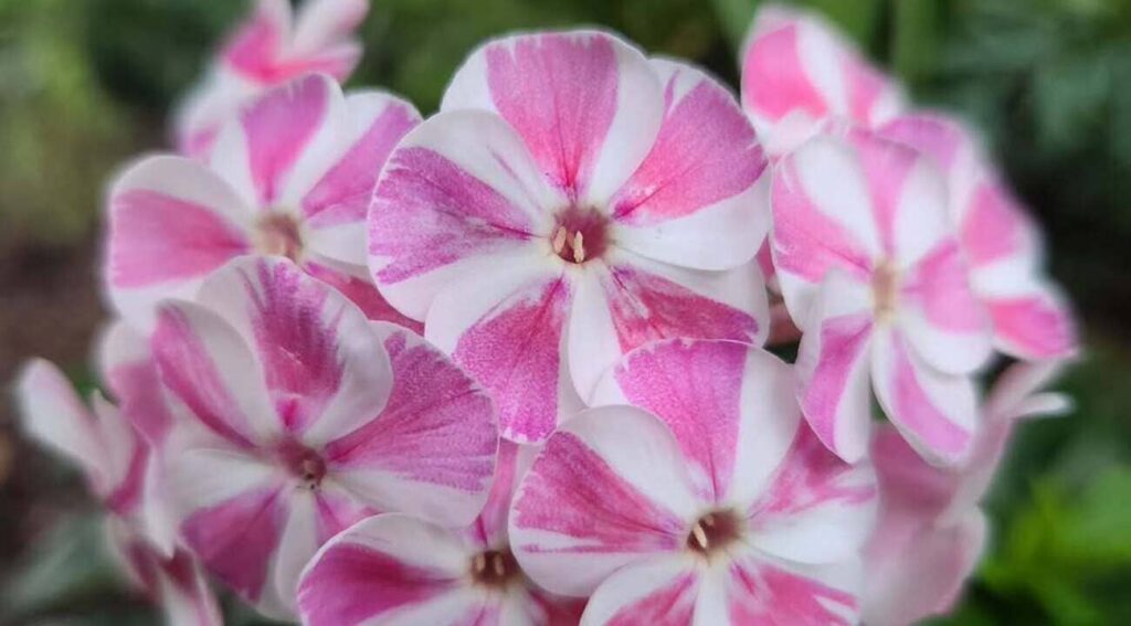 phlox