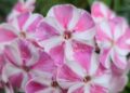 phlox