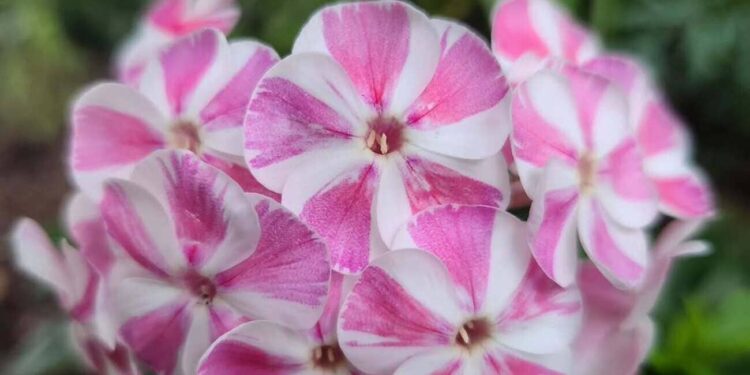 phlox