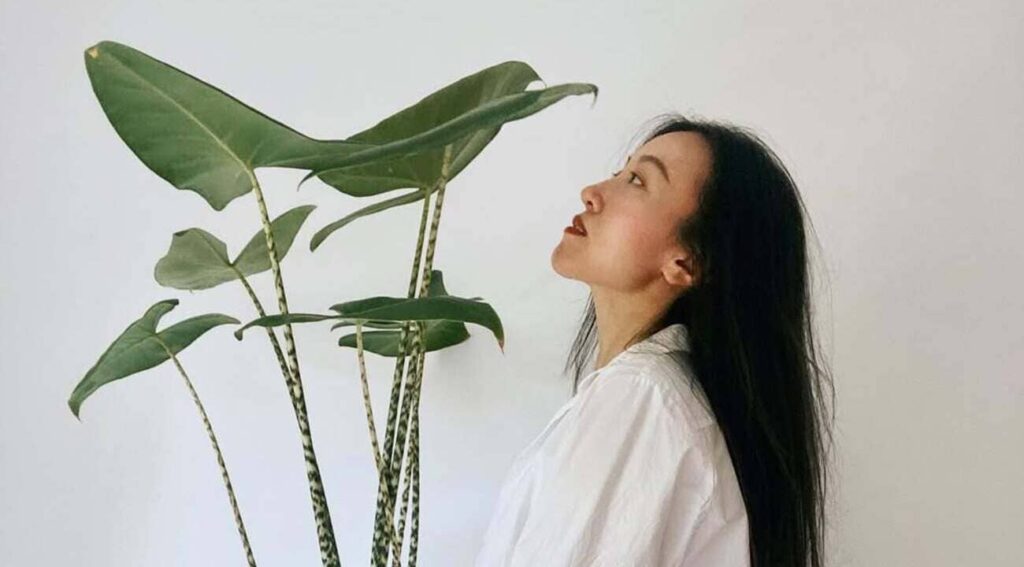 alocasia zebrina