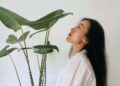 alocasia zebrina