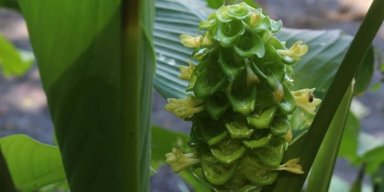 Calathea cylindrica
