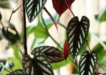 cropped-Cissus-javana-4.jpg