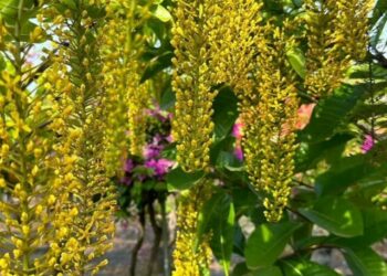 cropped-Lophanthera-lactescens-2.jpg