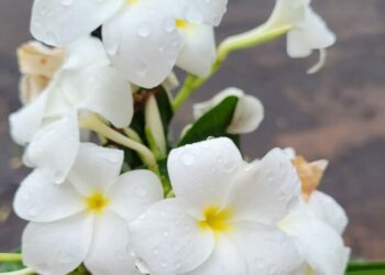 cropped-Plumeria-pudica-4.jpg