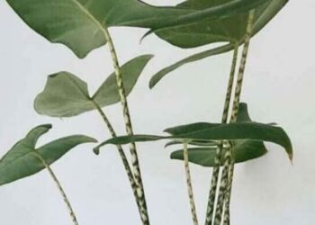 alocasia zebrina