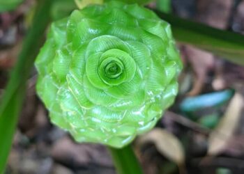 cropped-calathea-cylindrica-2.jpg