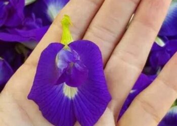 clitoria