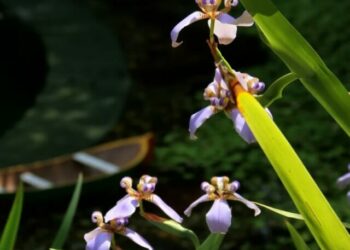 cropped-falsa-iris-2.jpg