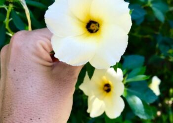 cropped-flor-guaruja-2.jpg
