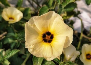 cropped-flor-guaruja-4.jpg