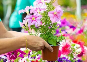 cropped-flores-fev.jpg