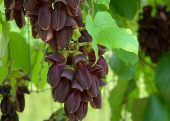 cropped-jade-negra-2.jpg