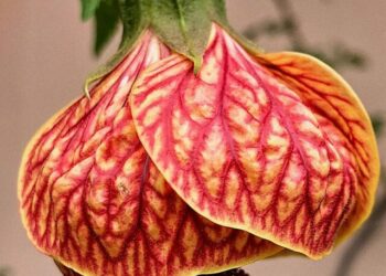cropped-lanternina-chinesa-3.jpg