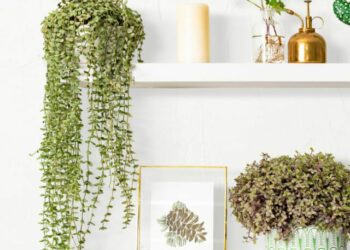 cropped-planta-suspensa-1.jpg