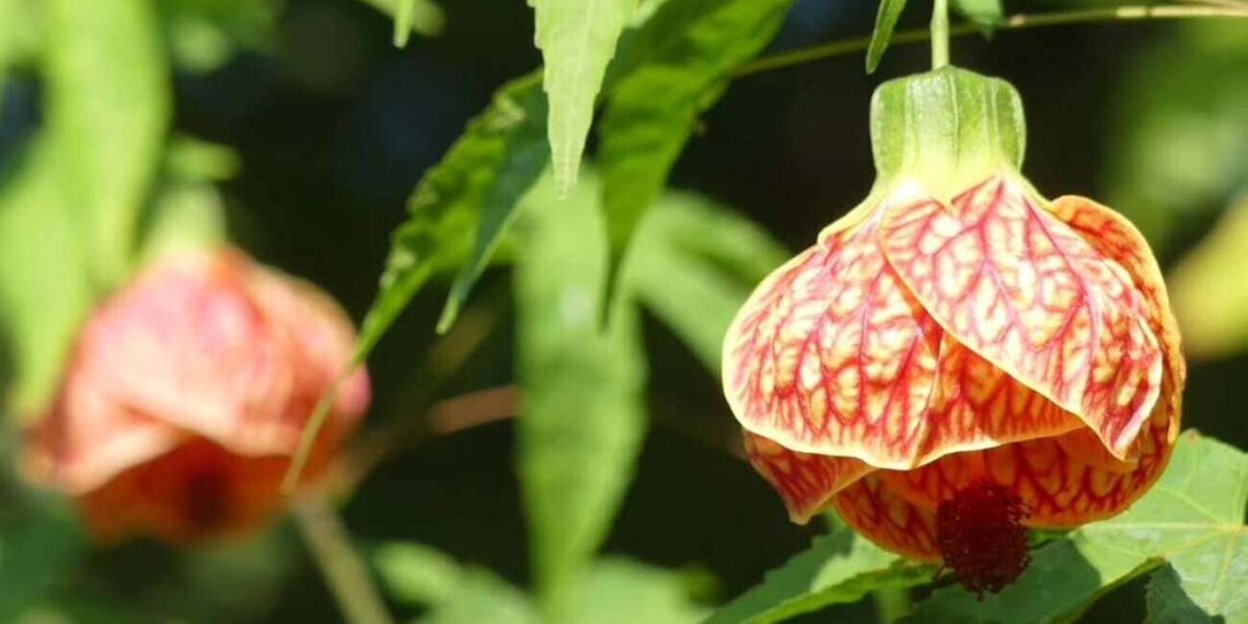 lanterinha chinesa