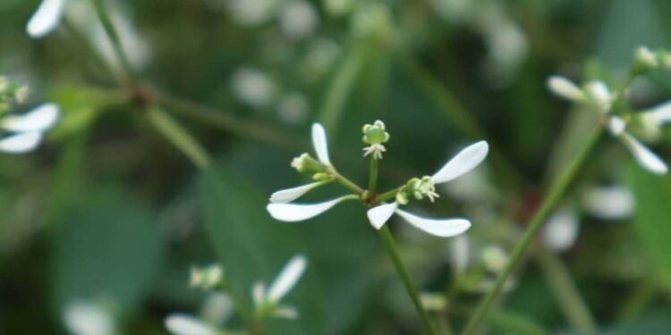 Euphorbia graminea