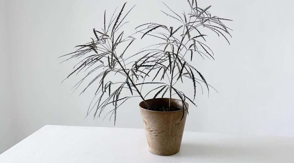 Aralia elegante