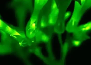 cropped-65c17e4cc228ad0d1091312f-light-b.webp