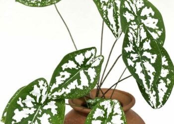 cropped-Caladium-Humboldtii-4.jpg