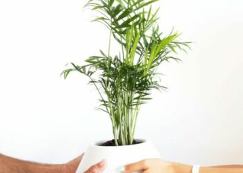 cropped-Chamaedorea-seifrizii.jpg