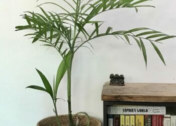 cropped-Chamaedorea-seifrizii-4.jpg