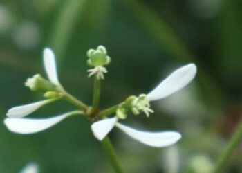 Euphorbia graminea