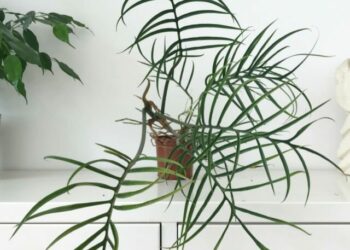 cropped-Philodendron-tortum-3.jpg