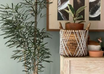 cropped-aralia-elegante-2.jpg