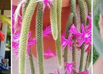 cactos rabo