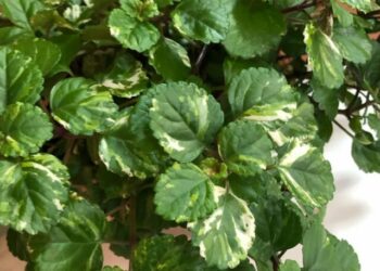 cropped-dolar-variegata-2.jpg