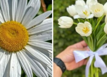 cropped-flores-brancas.jpg
