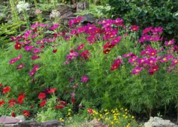 cropped-jardim-colorido.jpg