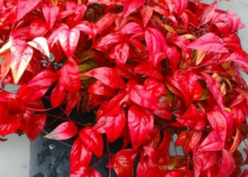 cropped-nandina-3.jpg